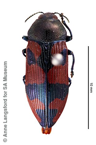 Castiarina rubriventris, SAMA 25-017856, male, paralectotype from WA, adapted from original, CC BY NC SA 4.0, photo by Anne Langsford for SA Museum